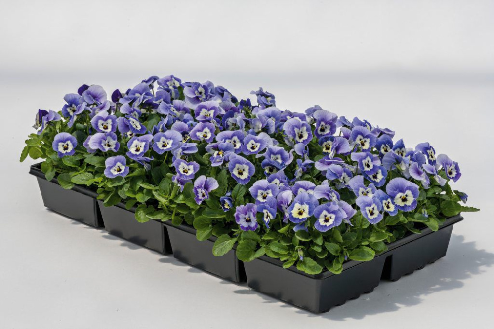 Виола Эдмайя marina