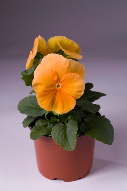 Архив Виола Целло pure light orange