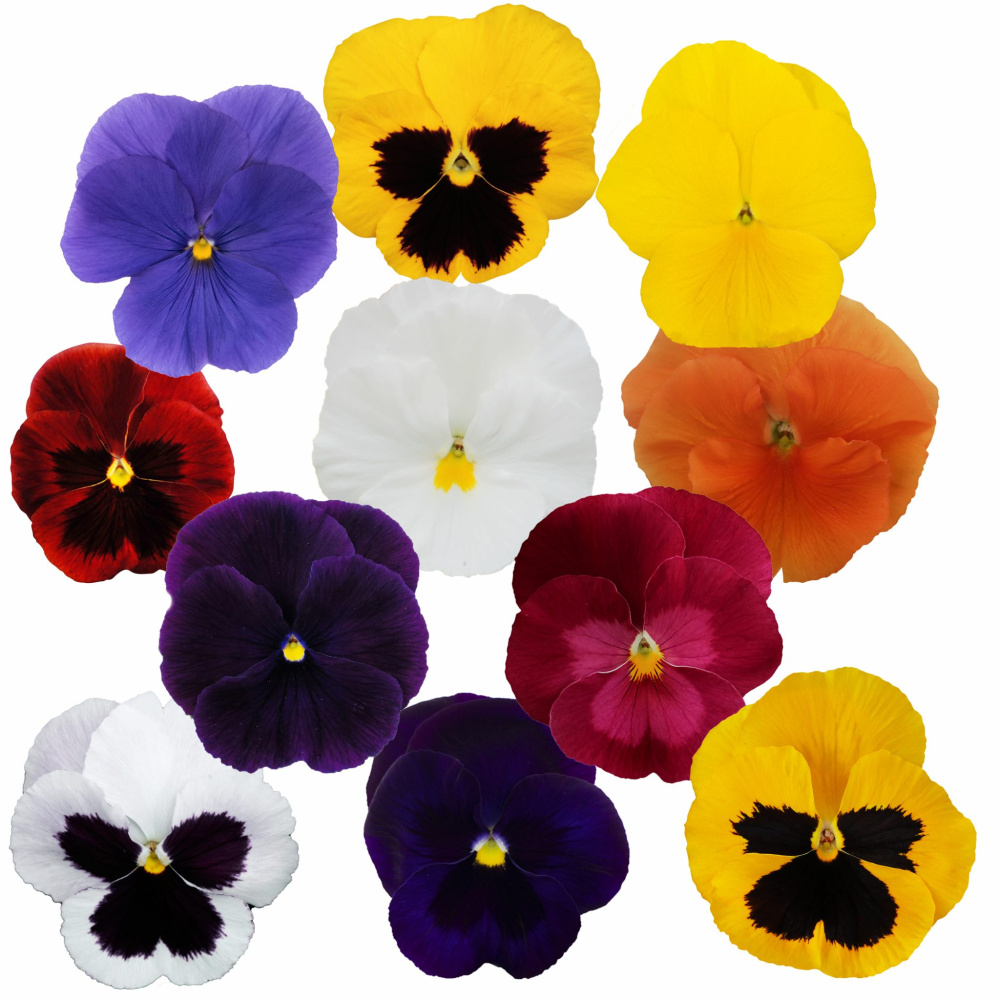 Виола Премьер autumn mix