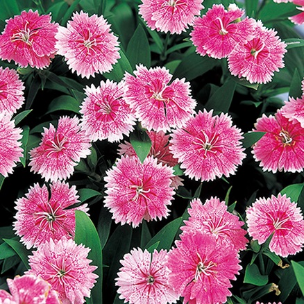 Гвоздика ТЕЛСТАР ПИНК