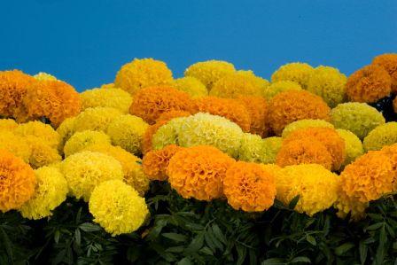 Тагетес ДИСКАВЕРИ МИКС (шлифованные)