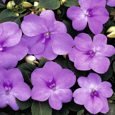 _Бальзамин Темпо lavender