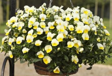 Виола Фрифол cream