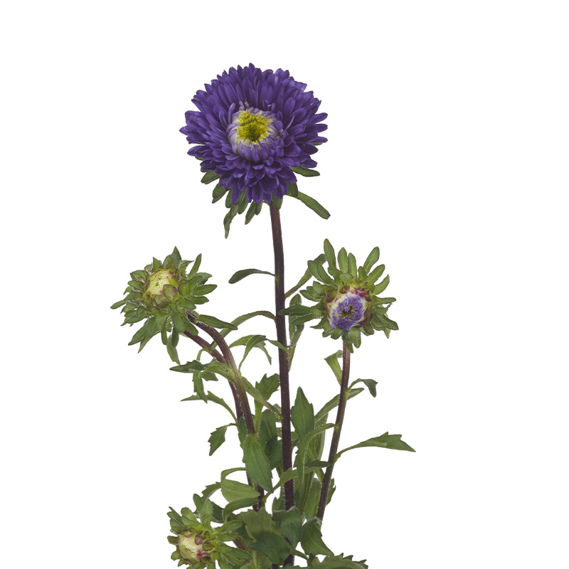 Астра китайская АЗУМИ XL БЛУ