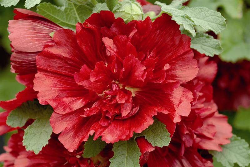 Мальва СПРИНГ СЕЛЕБРИТИС КРИМСОН