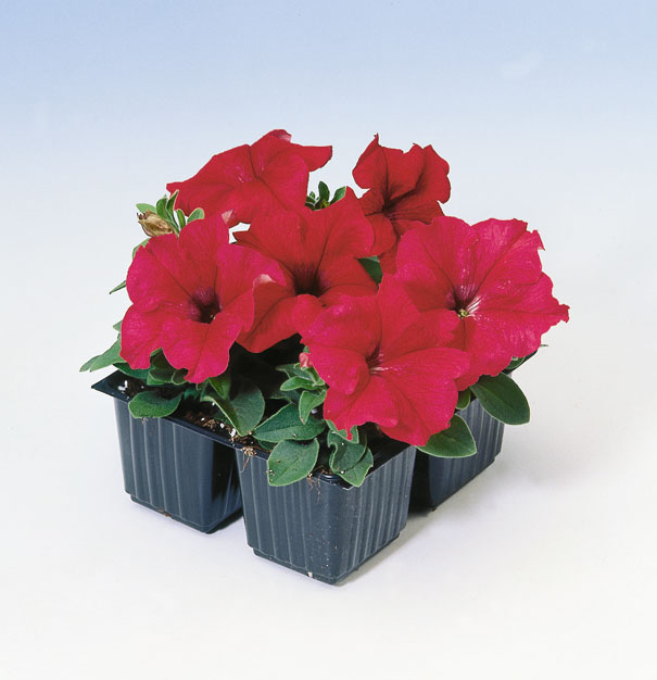 Петуния ТАНГО РЕД (драже)