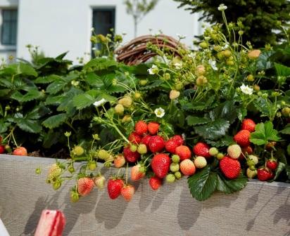 Земляника БЕЛТРАН