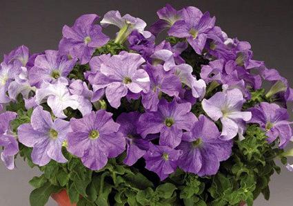 Петуния ТРИТУНИЯ СКАЙ БЛУ (драже)