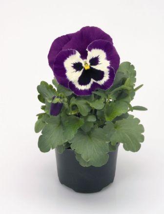 Архив Виола Инспайер purple and white