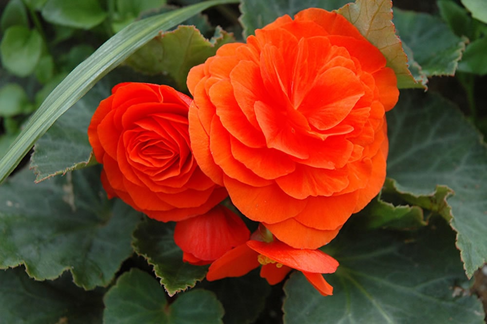 Бегония Лимитлес orange (драже)