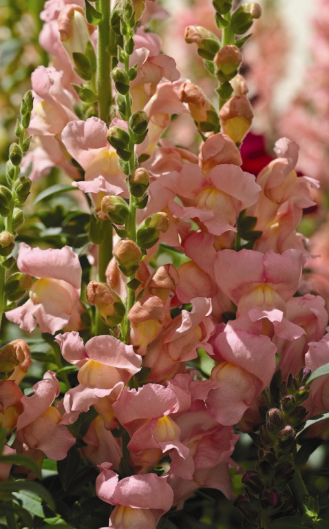 _Львиный зев Аромас sweet pink