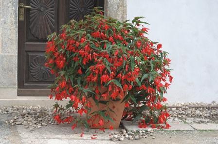 _Бегония Копакабана red (драже)