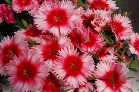 Гвоздика ДИАНА СКАРЛЕТ ПИКОТИ