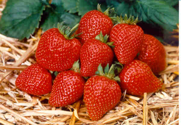 Земляника ЭЛАН