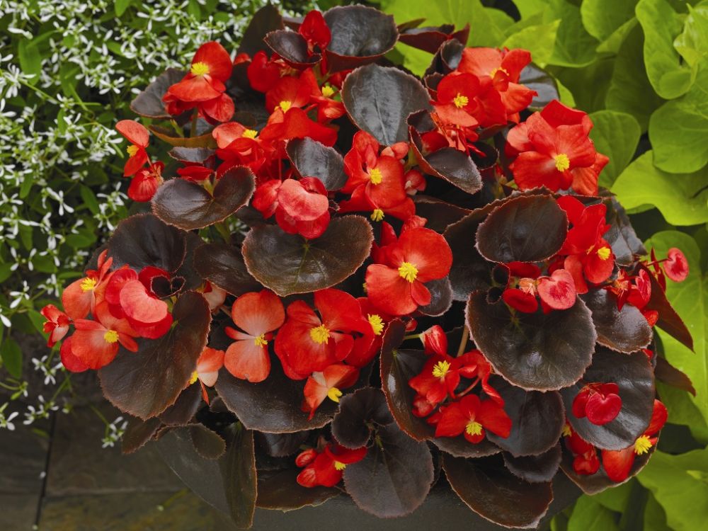Архив Бегония Эврика bronze leaf scarlet (драже)