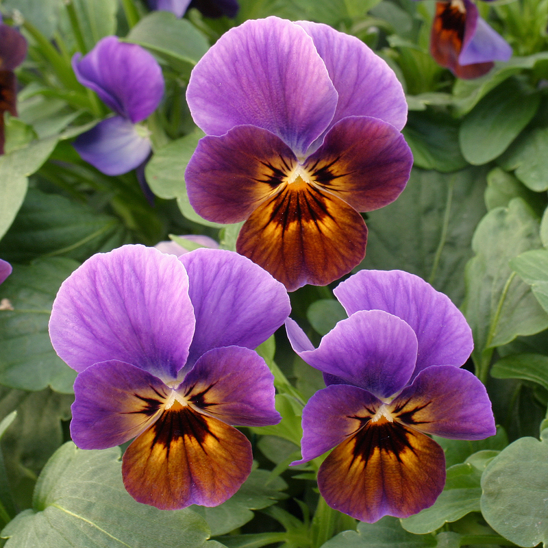 Архив Виола Ангел blueberry glow