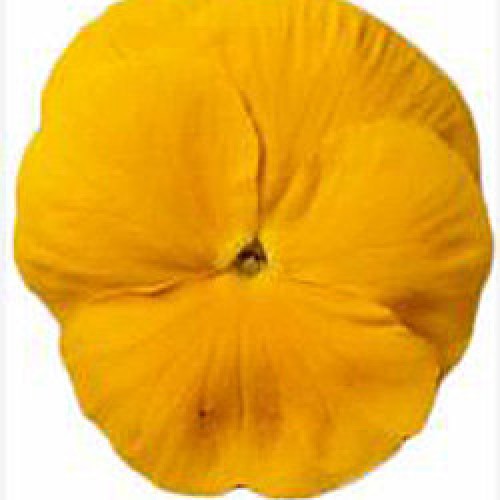 Виола Премьер clear golden