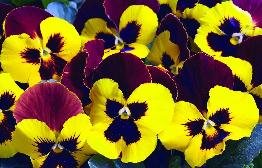 Виола Марипоза red wings