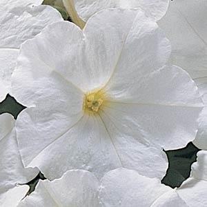 _Петуния Капит white (драже)