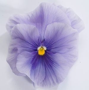 Архив Виола Динамит light blue