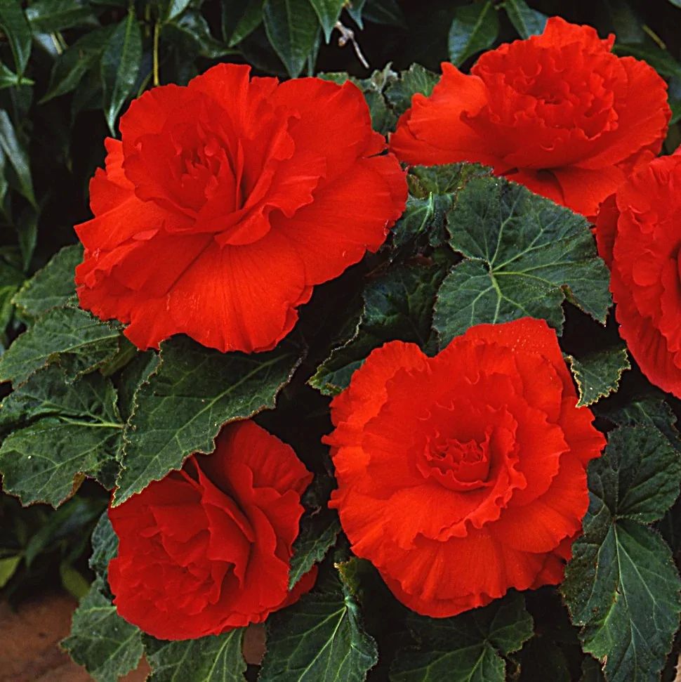 Бегония Фортуна scarlet red (драже)