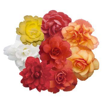 Бегония Иллюминейшн mix