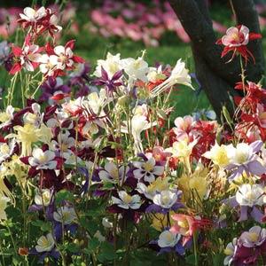 Архив Аквилегия Свон mix