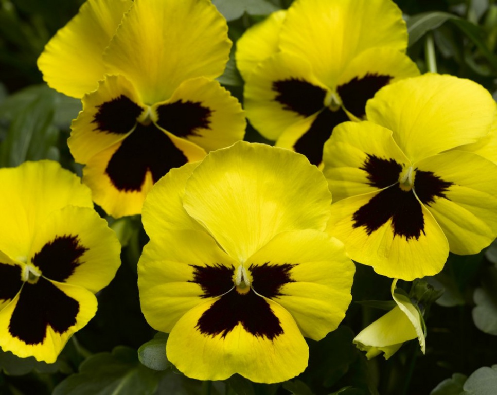 Архив Виола Вандерфолл yellow with blotch