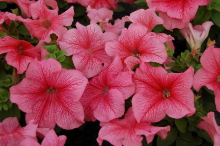 Петуния ЛИМБО GP РЕД ВАЙНД (драже)