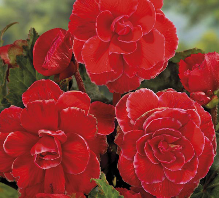 Бегония Амери Хайбрид Пикоти Лэйс Ред (драже)