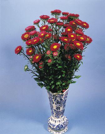 Астра китайская ФАН РЕД