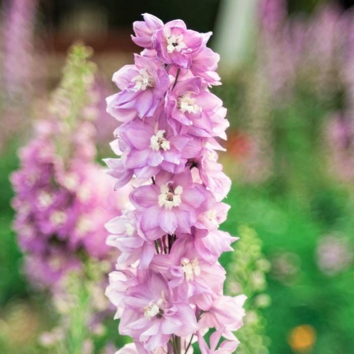 Дельфиниум ДЕЛЬФИНА ПИНК УАЙТ БИ