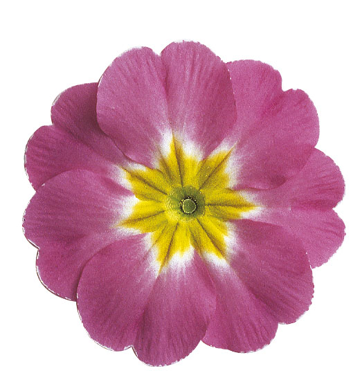 _Примула Данова rose lavender shades
