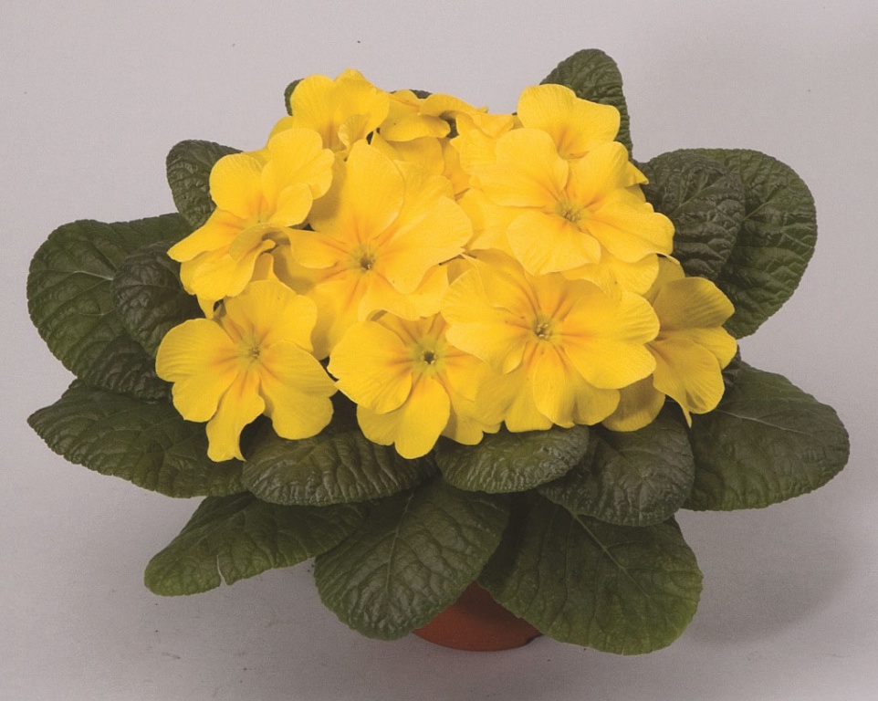 _Примула Орион yellow (primed семена)