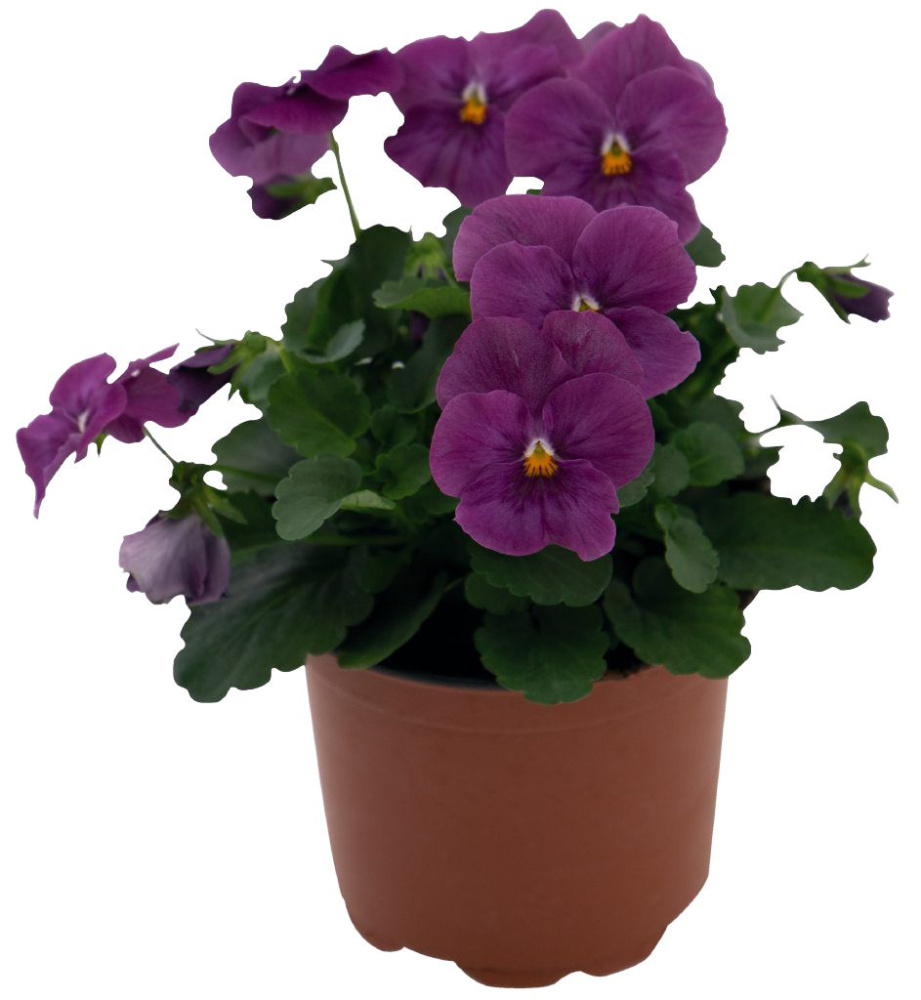 Виола Эдмайя orchid