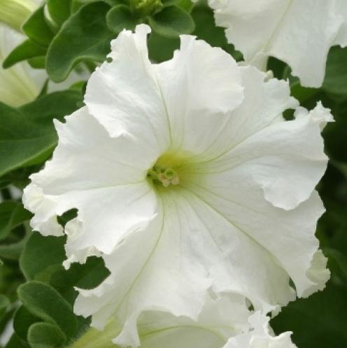 Архив Петуния Фриллитуния white