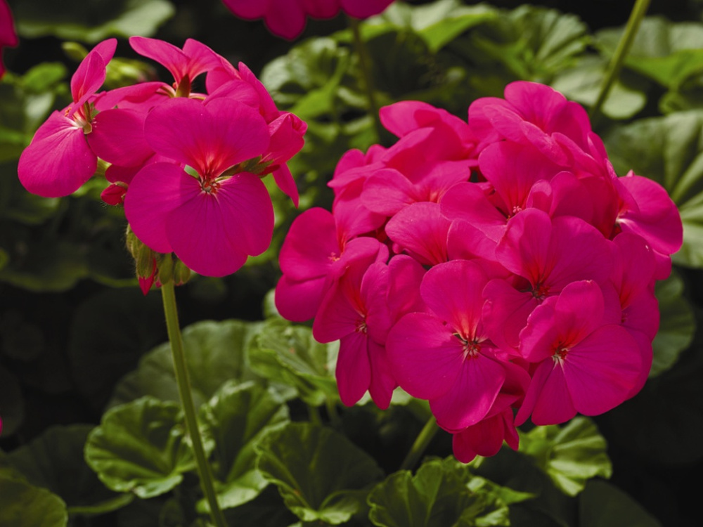 Архив Пеларгония (герань) Орбит Синхро hot pink (покрытые оболочкой)