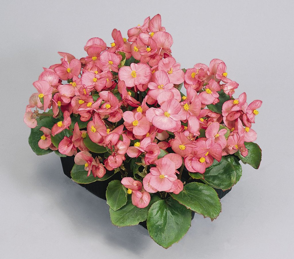 Архив Бегония Спринт pink (драже)