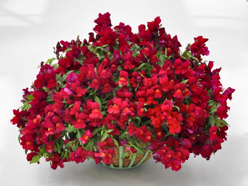 Архив Львиный зев Канди Шауэрс red (драже)