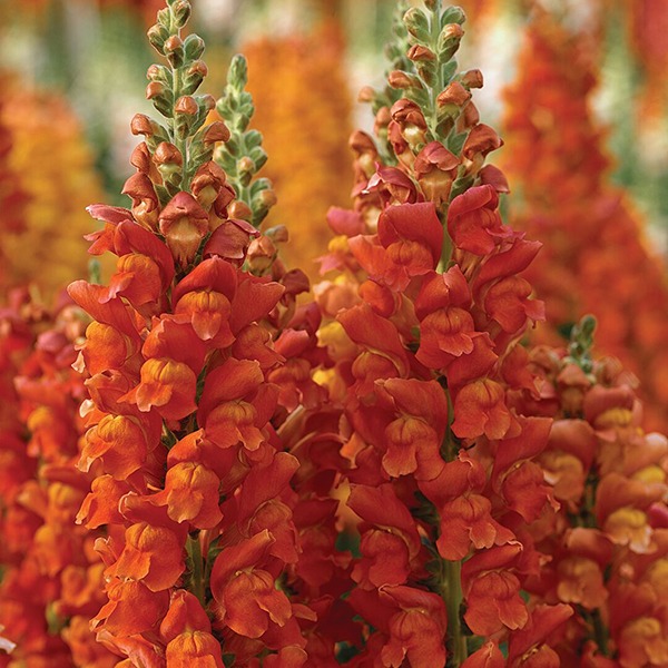 Львиный зев ПОТОМАК ДАРК ОРАНЖ