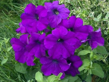 _Петуния Донна lilac