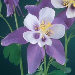 Архив Аквилегия Свон violet and white