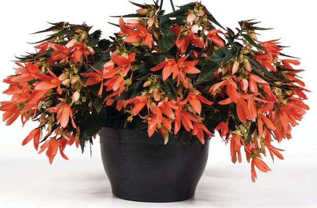 Архив Бегония боливийская БонБини Эприкот, кассета