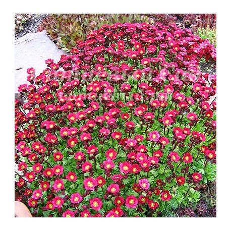 Камнеломка ХАЙЛЕНДЕР РЕД