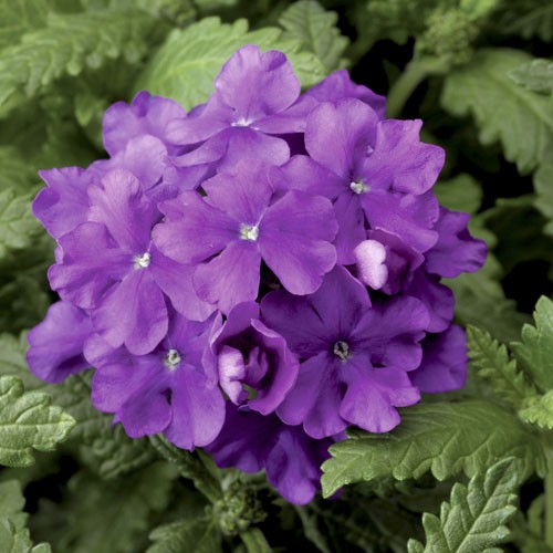 Вербена Обсешн lilac