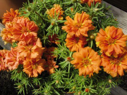 Архив Портулак Сандайл orange (мульти драже)