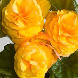 Бегония Фортуна golden red back (драже)