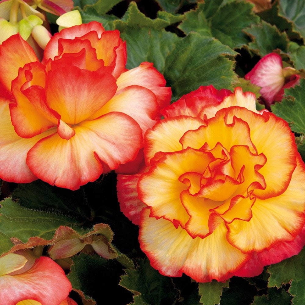 Бегония Амери Хайбрид Пикоти Лэйс Санберст (драже)