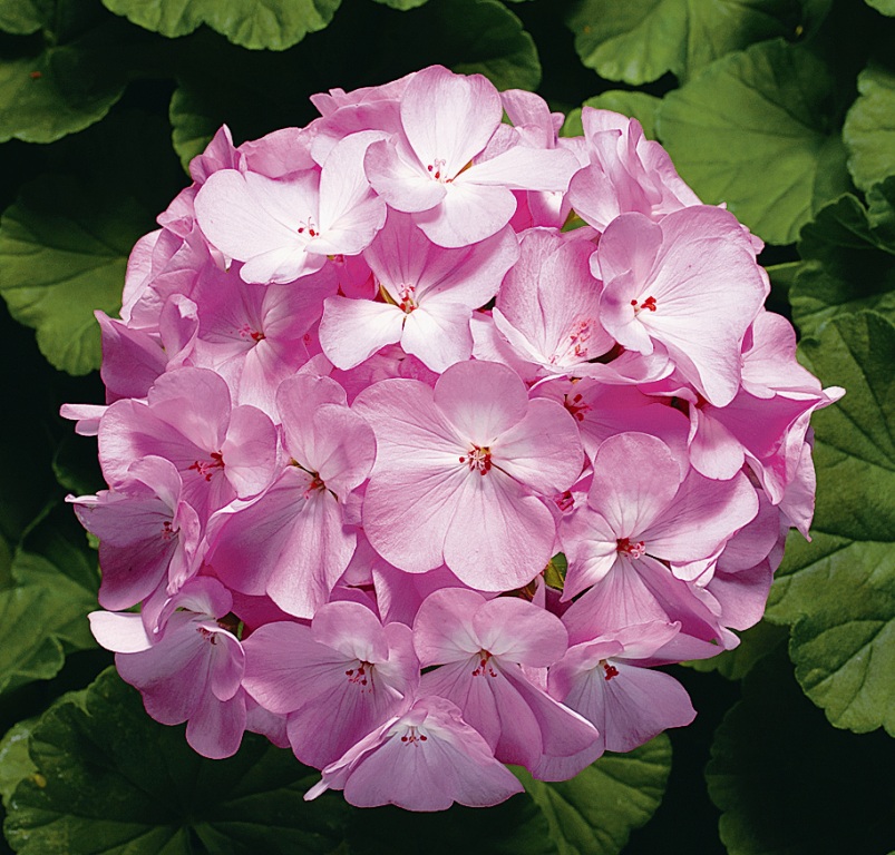 _Пеларгония (герань) Ринго 2000 lavender (покрытые оболочкой)