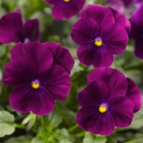 Виола Пенни violet